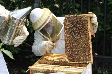 Beekeeping class at Garfield Park Conservatory. (Photo courtesy of Garfield Park Conservatory)